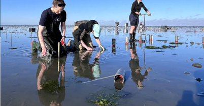 Hytor Udplantning Af Ålegræs